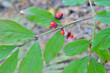 Plant wahoo (Euonymus sacrosancta)