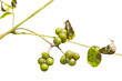 Berries of cork tree (Phellodendron amurense)