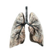 human Lung model