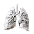 human Lung model
