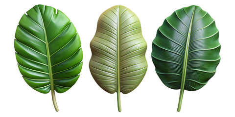 beautify leaves Illustrated on transparent background, from different tree species like chestnut, oak, birch
