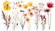 A collection of pressed and dried flowers, artistically arranged, isolated on transparent background