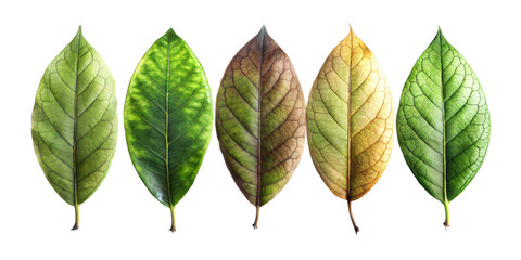 beautify leaves Illustrated on transparent background, from different tree species like chestnut, oak, birch
