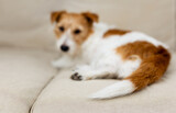 Fototapeta Zwierzęta - Tail of a resting lazy dog puppy. Pet care background.