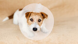Fototapeta Zwierzęta - Face of a cute healthy recovering dog as wearing funnel collar. Protection after castration surgery.