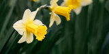 Fototapeta Zwierzęta - Beautiful spring daffodil flower, mothers day card background or banner with copy space