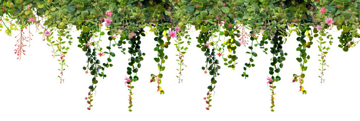 Wall Mural - Succulent leaves hanging vines ivy bush climbing epiphytic plant with colorful flowers, isolated on transparent background