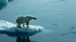 A lone polar bear on a small ice floe highlighting the loss of habitat due to melting polar ice.