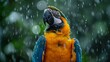 A Macaw parrot with its feathers slightly ruffled, standing in the rain.