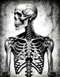 A front-facing view of the human skeletal system, emphasizing the skull, spine, and rib cage against a dark, textured background. It conveys an eerie, gothic aesthetic.