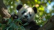 © Wall - A sad-looking panda, black and white, seated in a tree, gazes at the camera