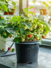 Sticker - large plant in a pot with lots of strawberries