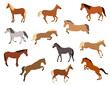 a set of vector illustrations of horses in different poses. The theme of equestrian sports, training and animal care. Isolated on a white background
