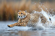 Cheetah running in water, undomesticated cat, outdoors, feline, endangered species