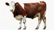 Hereford Cattle Isolated on Transparent Background.

