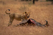 Young male lion stands beside wildebeest carcase
