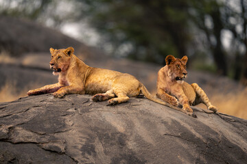 Wall Mural - Two lionesses lying on rock near trees