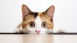 An inquisitive calico cat with a cute pink nose peering curiously into the camera lens against a clean white background, melting hearts instantly.