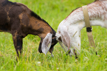 Wall Mural - Young goat butting heads with older goat