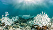 A vibrant coral reef bleached white underwater showing the impact of ocean warming.