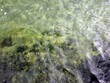 Grünes Wasser an der Ostsee
