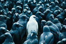 White Bird Stands Surrounded By Black Birds.