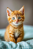 Fototapeta Dinusie - Small orange kitten with large green eyes sits on blue blanket.