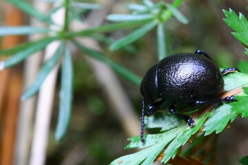 Close-up of a bloody-nosed beetle on a vibrant green leaf