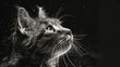 Portrait of a gray cat looking up on a black background with space for text.  Black and white background
