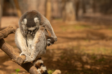 Wall Mural - A lemur at the zoo cleaning her baby in her arms. Lemur catta