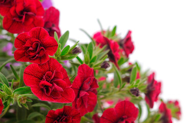 Wall Mural - Bouquet of beautiful Calibrachoa.