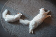 Top view of two white kitty cats sleeping on the floor carpet.