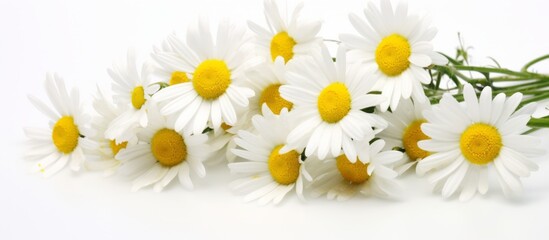 Canvas Print - A beautiful flower in the daisy family, with yellow centers and white petals. This terrestrial plant is perfect for macro photography and is an annual plant