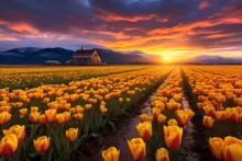A Field Of Yellow Tulips, And A Small House In The Distance Against The Backdrop Of Sunset