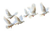 Graceful white doves flying png on transparent background