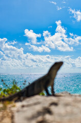 Wall Mural - The sea at Tulum Mexico. December 2021. This was during a hot day during the Covid 19 pandemic. The Beautiful blue sky contrasts against the turquoise Caribbean sea. 