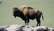 a-buffalo-standing-on-a-rocky-outcrop-