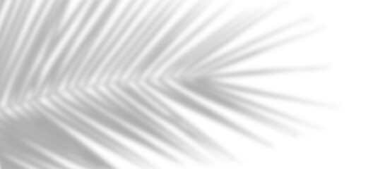 Wall Mural - shadow overlay effect. natural shadow of palm leaf isolated on white background. tropical tree branc