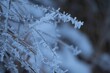 Close-up of a tree branch covered in hoar frost resembling snow