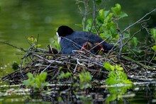 Closeup Shot Of A Common Moorhen Bird In A Nest With Babies