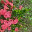 Ixora red for You 