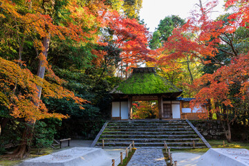 Wall Mural - Vibrant red maple tree in Japan at Honenin temple