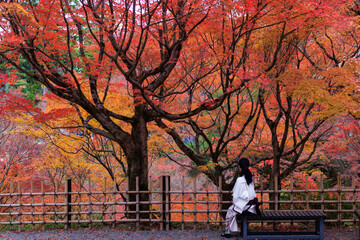 Wall Mural - Woman looking the vibrant red maple tree in Tofukuji temple, Kyoto, Japan