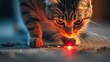 A cat chasing laser dot, futile but determined hunter
