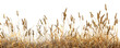 Golden wheat field ready for harvest with full roots on show png on transparent background