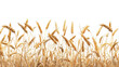 Golden wheat field ready for harvest with full roots on show png on transparent background