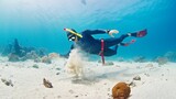 Fototapeta  - Male freediver glides in the tropical sea over the sandy bottom and plays with sand