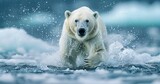 Bear Shaking Off Water Drops on Drifting Ice with Snow