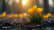 This warm image captures the striking yellow crocuses bathed in the golden light of the setting sun, contrasting against the earthy tones of the soil