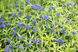 Fototapeta Tulipany - blue stoneseed ground cover, lithodora diffusa